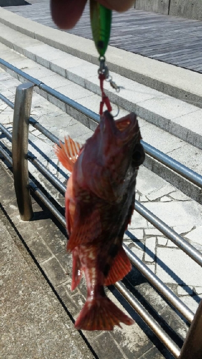 暑いよー、ショアジギングだよー