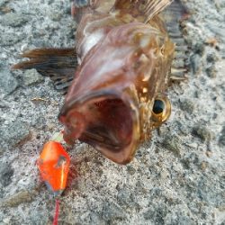 キス釣り ~カレイも出た!ずっしり