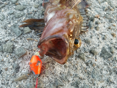 キス釣り ~カレイも出た!ずっしり
