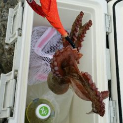 やっとタコシーズン開幕です