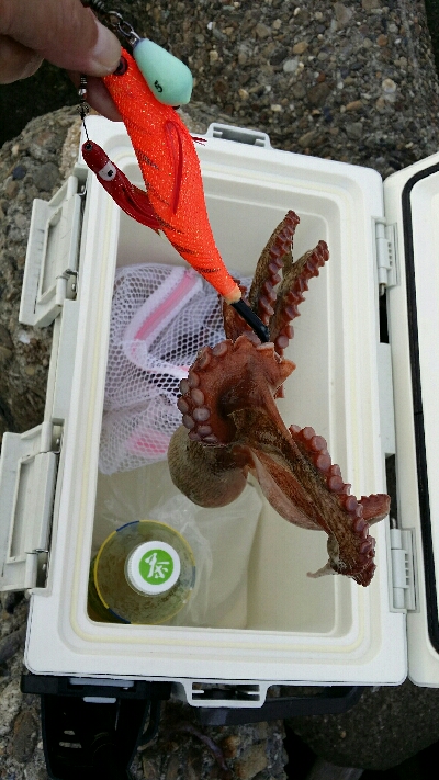 やっとタコシーズン開幕です