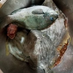 カワハギ釣り　～25センチヒット！～