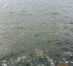 連日のオクトパッシング