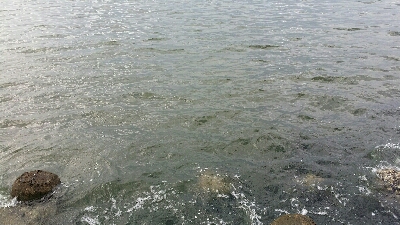 連日のオクトパッシング