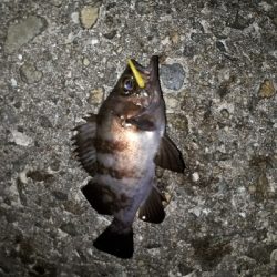 ガシラ・メバル