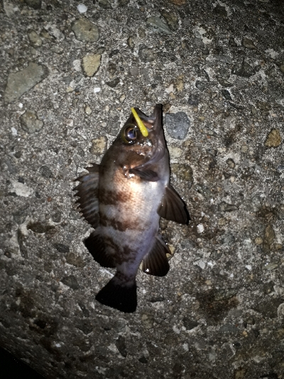 ガシラ・メバル