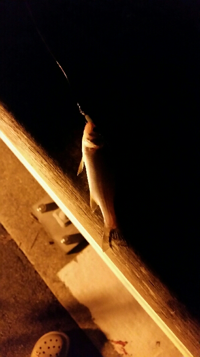 舞洲アジングNo1