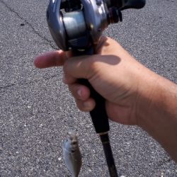 ディライトフィッシング