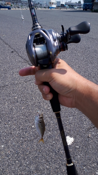 ディライトフィッシング