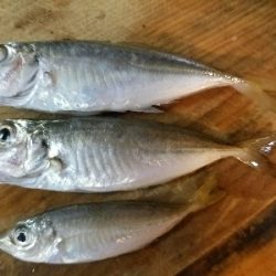 太刀魚釣り　～リベンジマッチ～