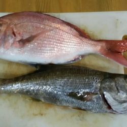 船釣りデビュー戦