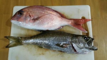 船釣りデビュー戦