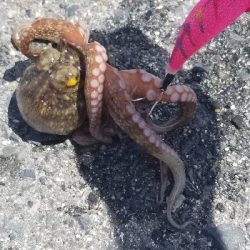 オクトパッシングパート2