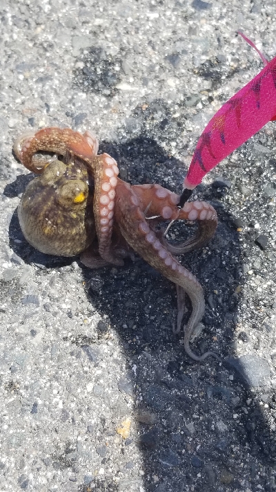 オクトパッシングパート2