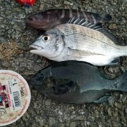 ハゲ釣り　～チヌ、グレ、マハタ～