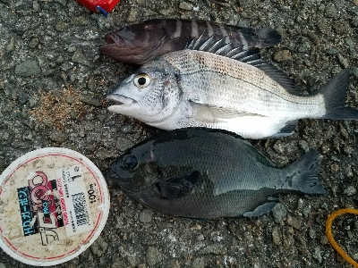 ハゲ釣り　～チヌ、グレ、マハタ～