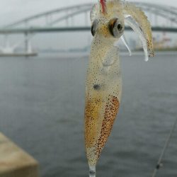 舞洲アジングNo3