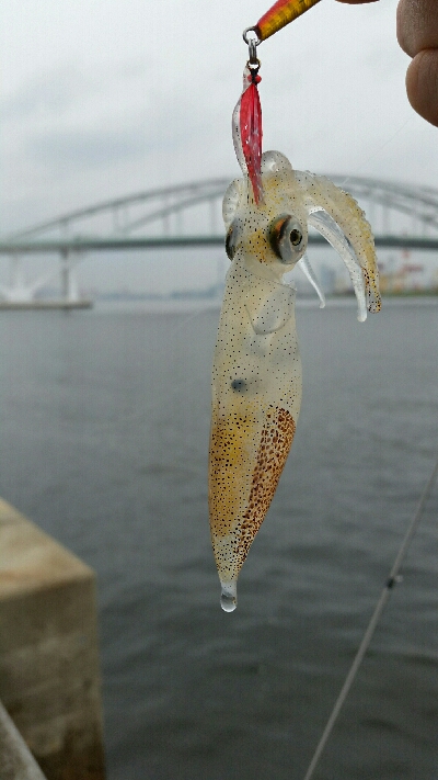 舞洲アジングNo3