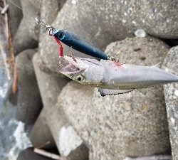 台風前のショアジギ