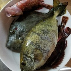 ハゲ釣り ~台風前は釣れるのか?~