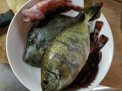 ハゲ釣り ~台風前は釣れるのか?~