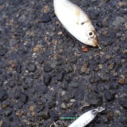 ディアジング(豆)