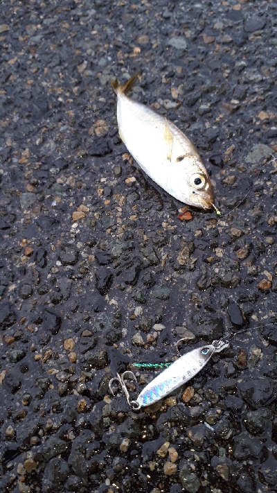 ディアジング(豆)