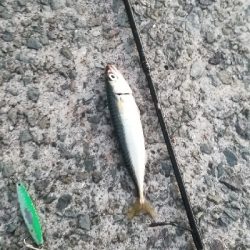 ダイソージグでサバ