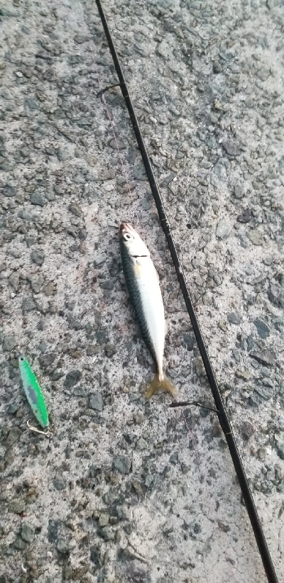 ダイソージグでサバ