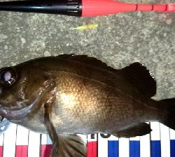 暑い夏夜釣りをされてはいかがですか？