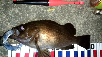 暑い夏夜釣りをされてはいかがですか？