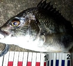 台風前に釣りはどうですか?