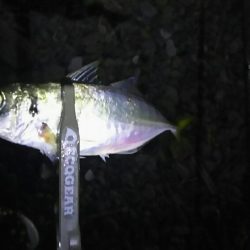 ゴロタアジング