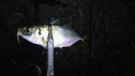 ゴロタアジング