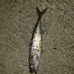 激渋豆アジング