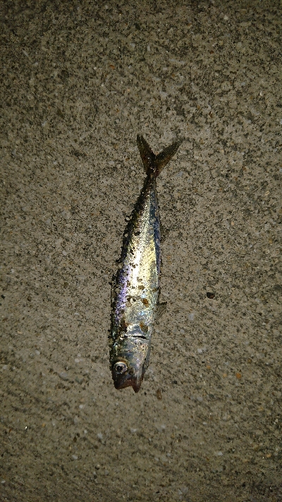 激渋豆アジング