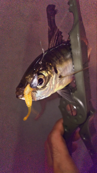 やっとアジ釣れた！