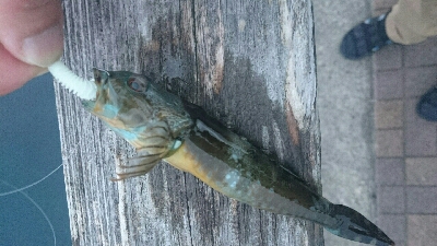 ロックフィッシュゲーム