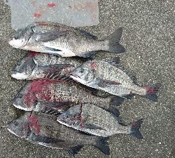 チヌが大量❗