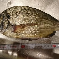 アジング、ガシリングのつもりで思わぬ外道