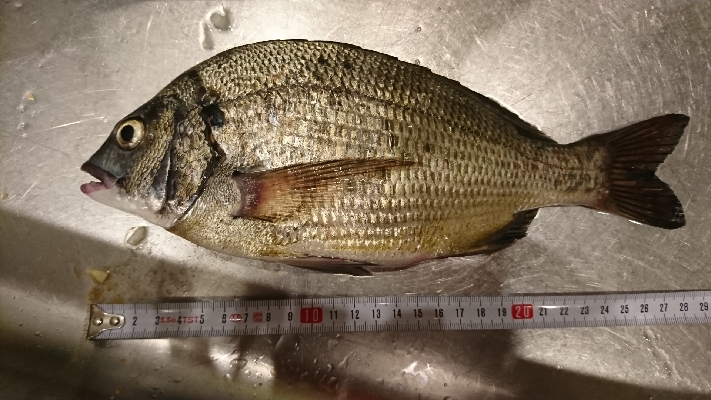 アジング、ガシリングのつもりで思わぬ外道