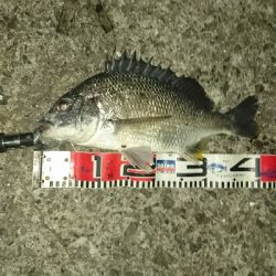 暑いので夜釣り❗してきました❗でもかなり汗だくですが❗