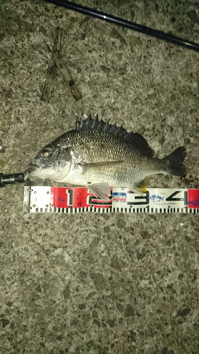 暑いので夜釣り❗してきました❗でもかなり汗だくですが❗