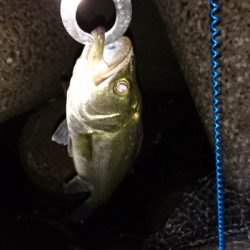 花見川チーバス