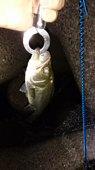 花見川チーバス