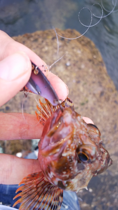 ストレス発散野島沖堤防！