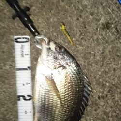 花見川チニング?