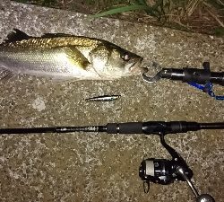 ふなっしーばす