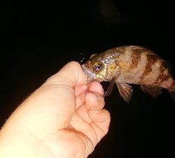 ケンサキ調査からのガシリング