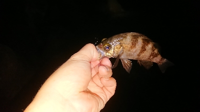 ケンサキ調査からのガシリング